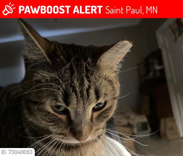 Lost Male Cat last seen Thomas and Arundel, St. Paul, Saint Paul, MN 55103