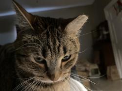 Lost Male Cat last seen Thomas and Arundel, St. Paul, Saint Paul, MN 55103
