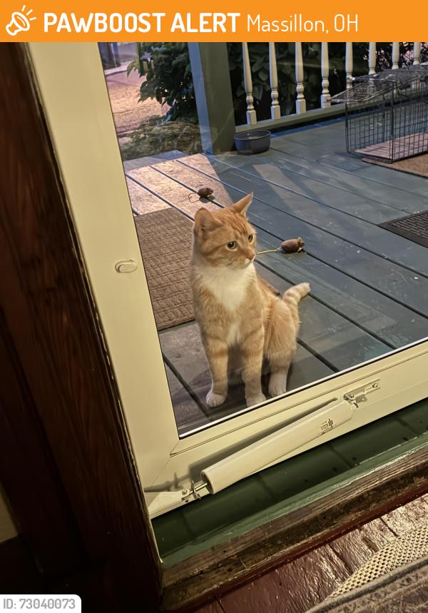 Found/Stray Male Cat last seen Medill and 8th street NE, Massillon, OH 44646