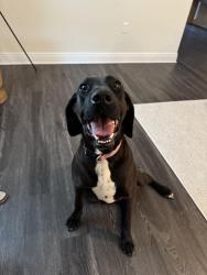 Found/Stray Female Dog last seen Near pace commons water tower!, Santa Rosa County, FL 32571