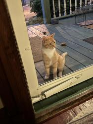 Found/Stray Male Cat last seen Medill and 8th street NE, Massillon, OH 44646