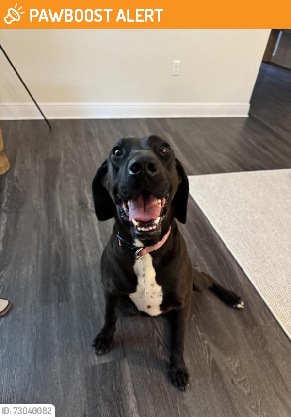 Found/Stray Female Dog last seen Near pace commons water tower!, Santa Rosa County, FL 32571