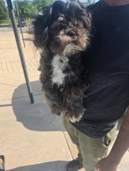 Found/Stray Unknown Dog last seen May and Southwest blvd, Wichita, KS 67213