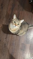 Lost Male Cat last seen sagebrush st, royal pine st, brighton crossing, Brighton, CO 80601