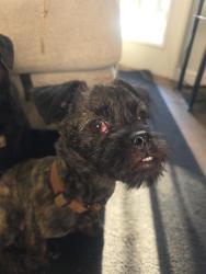 Reunited Male Dog last seen Last juntas & iron horse trail, Walnut Creek, CA 94597