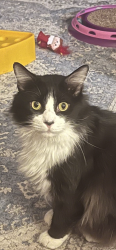 Lost Male Cat last seen Near Rolling Hills Dr Conroe 77304, Panorama Village, TX 77318
