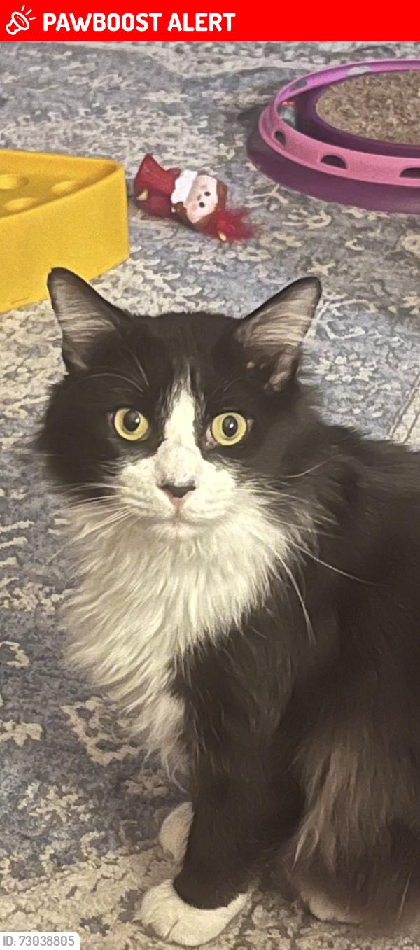Lost Male Cat last seen Near Rolling Hills Dr Conroe 77304, Panorama Village, TX 77318