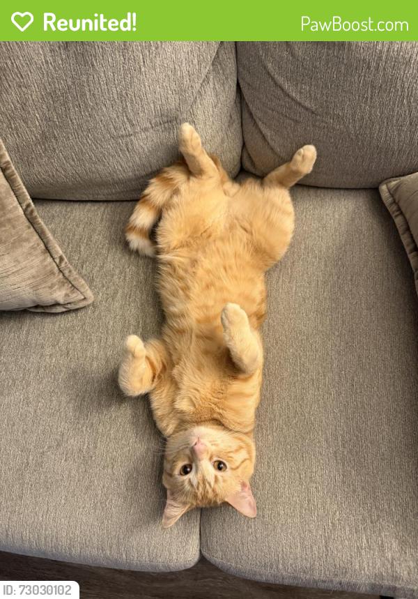 Reunited Male Cat last seen Orchard Village apmts, Aurora, IL 60506