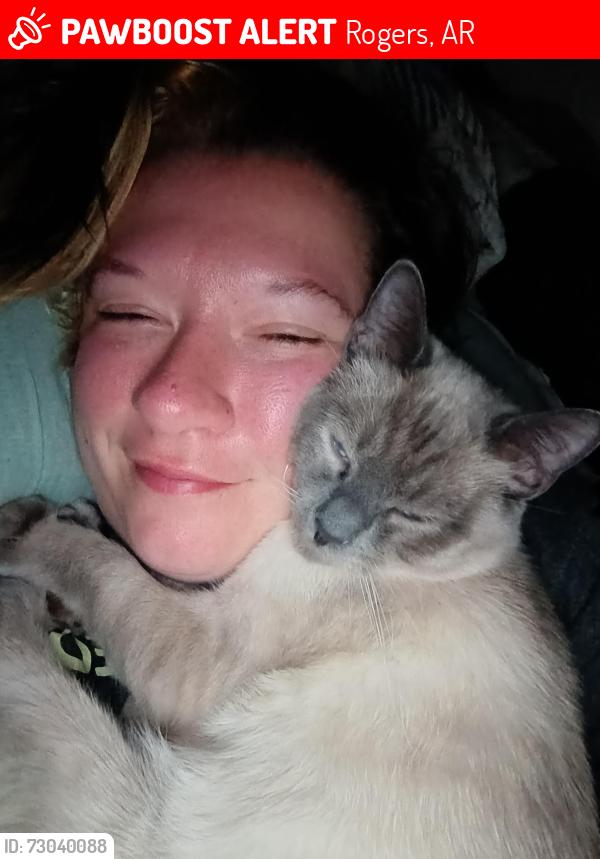 Lost Male Cat last seen Near Beachwood drive Rogers Arkansas, Rogers, AR 72756