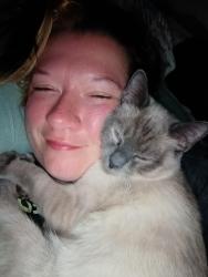 Lost Male Cat last seen Near Beachwood drive Rogers Arkansas, Rogers, AR 72756