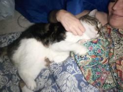 Reunited Male Cat last seen Fife, Webster, TX 77598