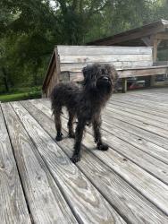 Found/Stray Unknown Dog last seen Garners Ferry and Trotter Road, Richland County, SC 29209