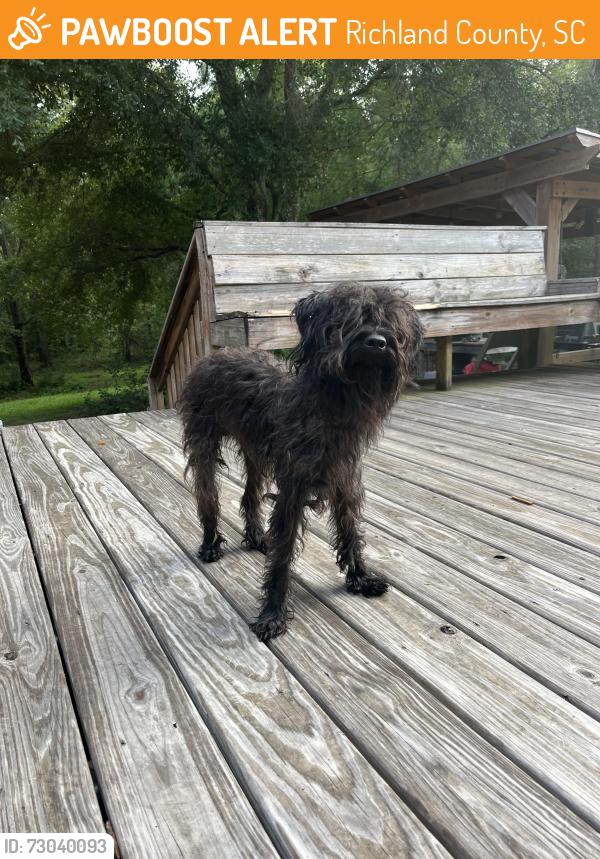Found/Stray Unknown Dog last seen Garners Ferry and Trotter Road, Richland County, SC 29209