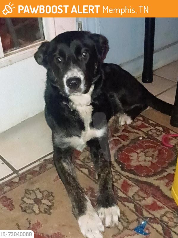 Found/Stray Female Dog last seen Elvis Presley and East Alcy Rd, Memphis, TN 38106