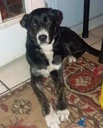 Found/Stray Female Dog last seen Elvis Presley and East Alcy Rd, Memphis, TN 38106