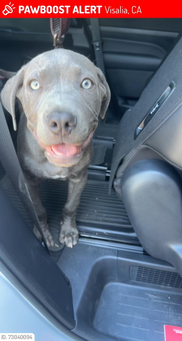 Lost Male Dog last seen Laura ct street , Visalia, CA 93292