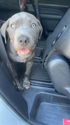 Lost Male Dog last seen Laura ct street , Visalia, CA 93292