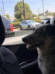Found/Stray Male Dog last seen Van Nuys blvd, Los Angeles, CA 91405