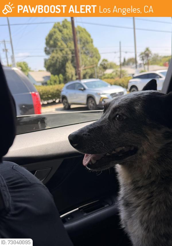 Found/Stray Male Dog last seen Van Nuys blvd, Los Angeles, CA 91405