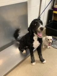 Shelter Stray Female Dog last seen , North District, TX, 355 Hillshire Dr, Haslet, TX 76052, USA