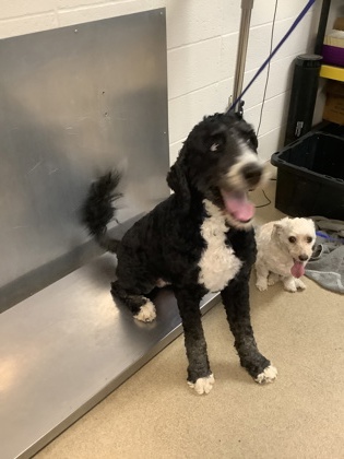 Shelter Stray Female Dog last seen , North District, TX, 355 Hillshire Dr, Haslet, TX 76052, USA