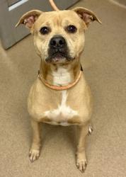 Shelter Stray Male Dog last seen Near Lake Point Pl 403, 30088, GA, 3280 Chamblee Dunwoody Rd, Chamblee, GA 30341, USA