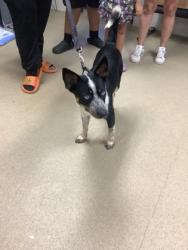 Shelter Stray Female Dog last seen Near Winnie St, East District, TX, 355 Hillshire Dr, Haslet, TX 76052, USA