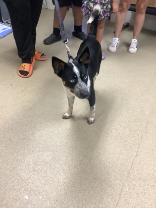 Shelter Stray Female Dog last seen Near Winnie St, East District, TX, 355 Hillshire Dr, Haslet, TX 76052, USA