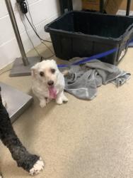 Shelter Stray Male Dog last seen , North District, TX, 355 Hillshire Dr, Haslet, TX 76052, USA