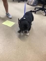 Shelter Stray Male Dog last seen Near Melinda Dr, East District, TX, 355 Hillshire Dr, Haslet, TX 76052, USA