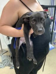 Shelter Stray Male Dog last seen Near Verandas Cir, Central District, TX, 355 Hillshire Dr, Haslet, TX 76052, USA