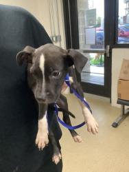 Shelter Stray Male Dog last seen Near Verandas Cir, Central District, TX, 355 Hillshire Dr, Haslet, TX 76052, USA
