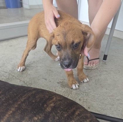Shelter Stray Female Dog last seen Near N Freeway along access road, North District, TX, 355 Hillshire Dr, Haslet, TX 76052, USA