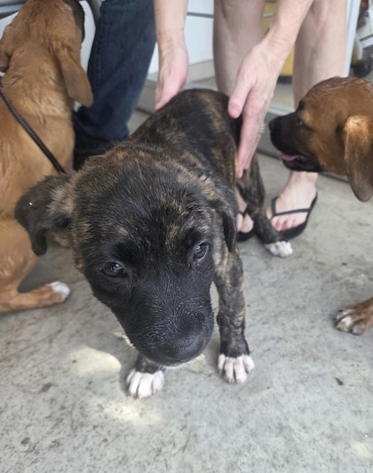 Shelter Stray Female Dog last seen Near N Freeway along access road, North District, TX, 355 Hillshire Dr, Haslet, TX 76052, USA