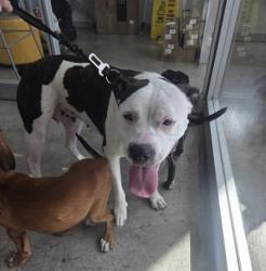 Shelter Stray Female Dog last seen Near N Freeway along access road, North District, TX, 355 Hillshire Dr, Haslet, TX 76052, USA