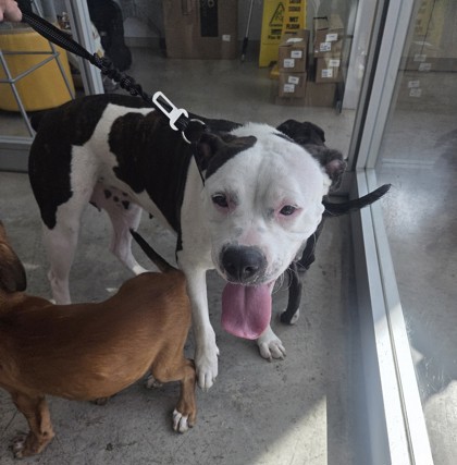Shelter Stray Female Dog last seen Near N Freeway along access road, North District, TX, 355 Hillshire Dr, Haslet, TX 76052, USA