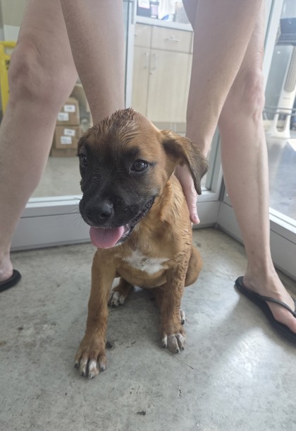Shelter Stray Female Dog last seen Near N Freeway along access road, North District, TX, 355 Hillshire Dr, Haslet, TX 76052, USA