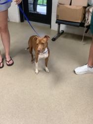 Shelter Stray Female Dog last seen Near Freight Train, South District, TX, 355 Hillshire Dr, Haslet, TX 76052, USA