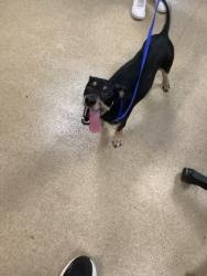 Shelter Stray Male Dog last seen Sycamore School Rd, East District, TX, 355 Hillshire Dr, Haslet, TX 76052, USA