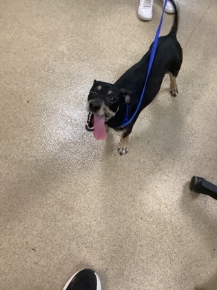 Shelter Stray Male Dog last seen Sycamore School Rd, East District, TX, 355 Hillshire Dr, Haslet, TX 76052, USA