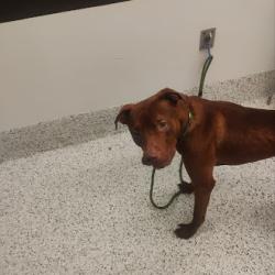Shelter Stray Male Dog last seen Near NATHAM DR, Atlanta, GA, 1251 Fulton Industrial Blvd NW, Atlanta, GA 30336, USA