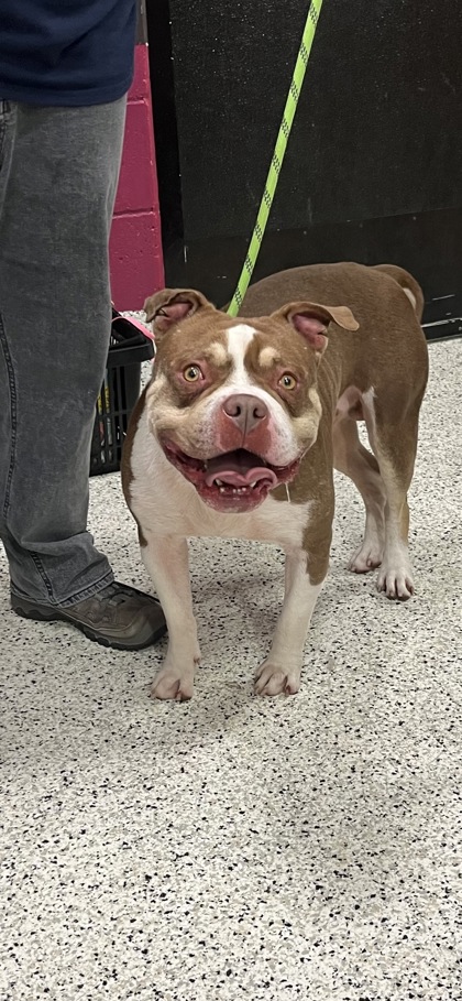 Shelter Stray Male Dog last seen Near Johnson RD NW, Atlanta, GA, 1251 Fulton Industrial Blvd NW, Atlanta, GA 30336, USA