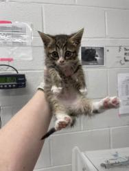 Shelter Stray Male Cat last seen Near Denham Circle N, 21225, MD, 301 Stockholm St, Baltimore, MD 21230, USA