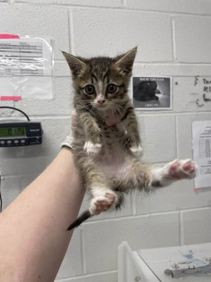 Shelter Stray Male Cat last seen Near Denham Circle N, 21225, MD, 301 Stockholm St, Baltimore, MD 21230, USA