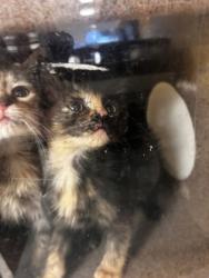 Shelter Stray Female Cat last seen Backyard of 817 Willowbrook Dr, 75149, TX, 1650 Gross Rd, Mesquite, TX 75149, USA
