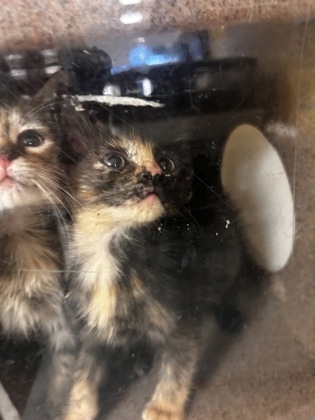 Shelter Stray Female Cat last seen Backyard of 817 Willowbrook Dr, 75149, TX, 1650 Gross Rd, Mesquite, TX 75149, USA