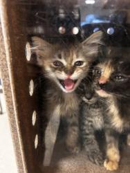 Shelter Stray Female Cat last seen Backyard of 817 Willowbrook Dr, 75149, TX, 1650 Gross Rd, Mesquite, TX 75149, USA