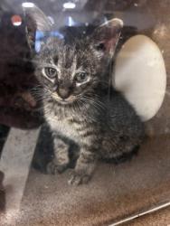 Shelter Stray Unknown Cat last seen Backyard of 817 Willowbrook Dr, 75149, TX, 1650 Gross Rd, Mesquite, TX 75149, USA
