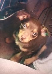 Lost Male Dog last seen nicha, Antioch, CA 94509