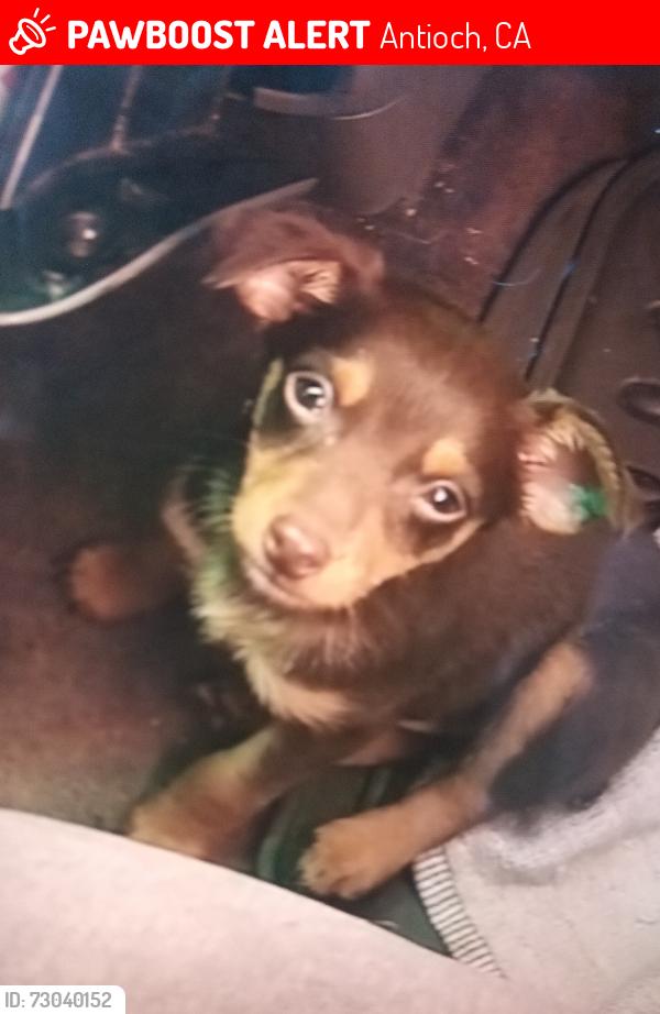 Lost Male Dog last seen nicha, Antioch, CA 94509